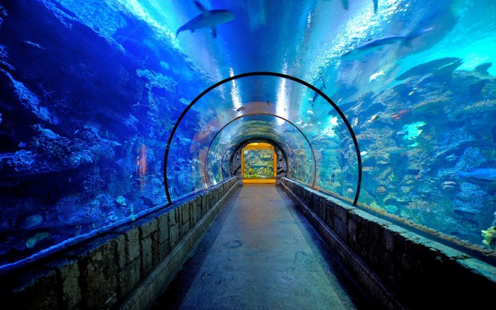 Shark Reef | Suites at Mandalay Bay Resort and Casino